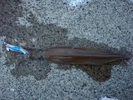 久々の複数釣果